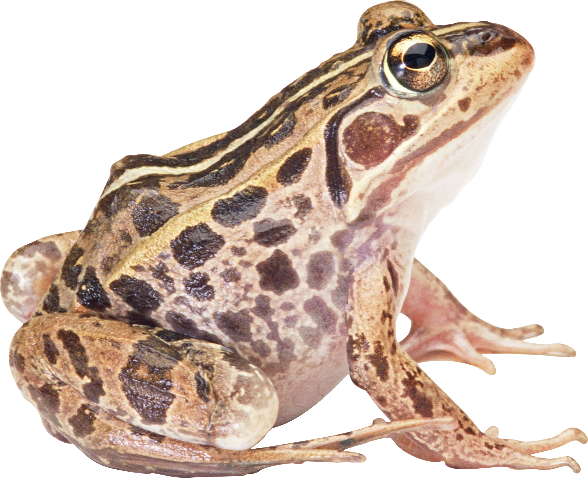 Amphibian Transparent PNG Image