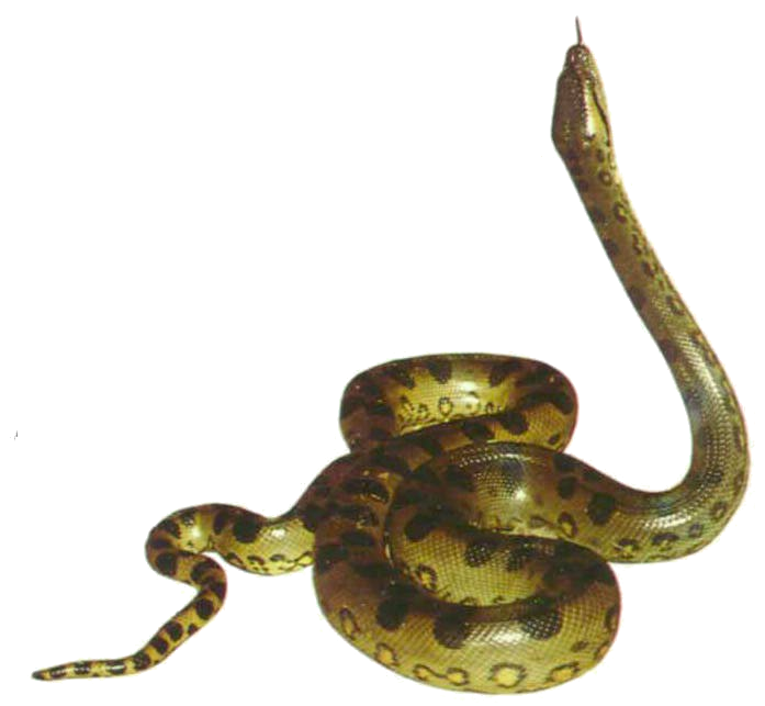 Anaconda Transparent PNG Image