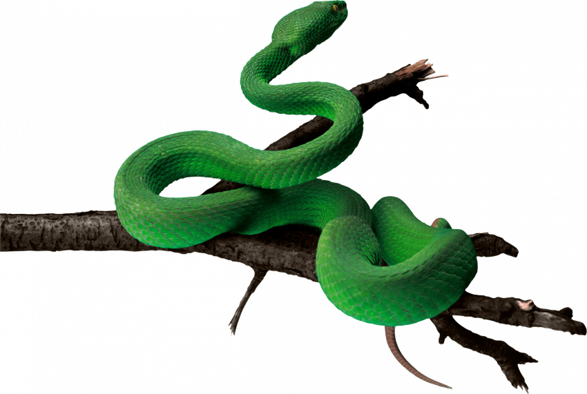 Green Anaconda Transparent PNG Image