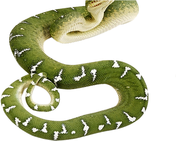 Green Anaconda Transparent PNG Image