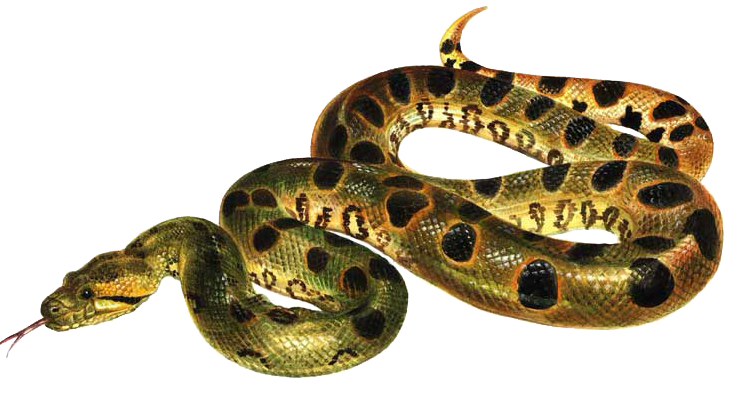 Green Anaconda Transparent PNG Image