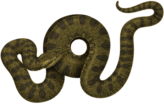 Anaconda Transparent PNG Image