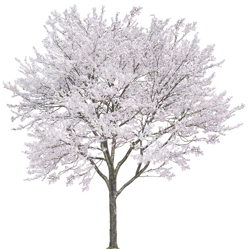 Cherry graphy Trees Computer File Android Transparent PNG Image