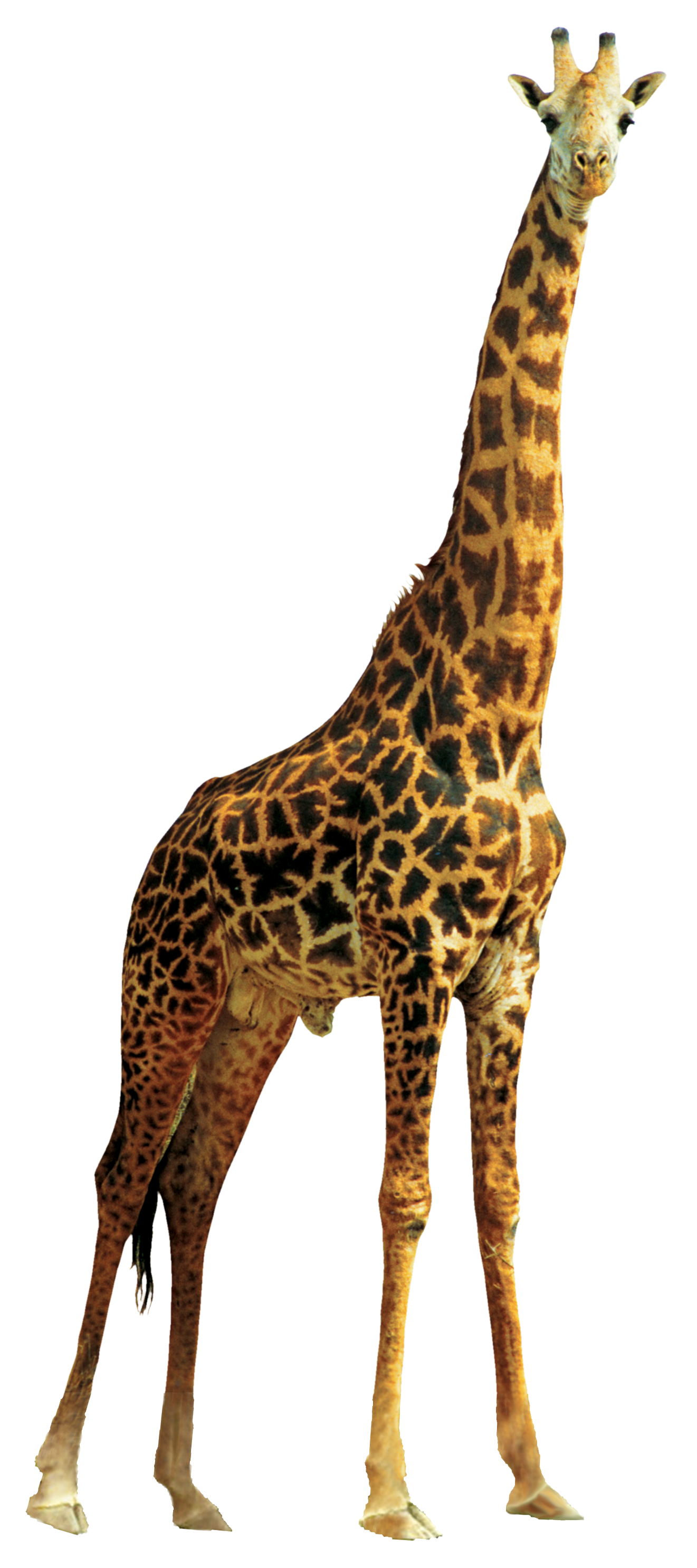 Lion Giraffe Transparent PNG Image