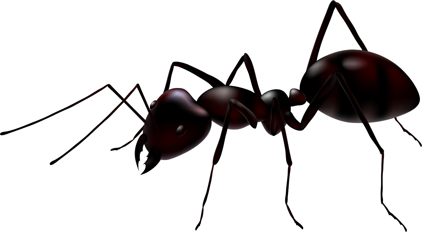 Ant Transparent PNG Image