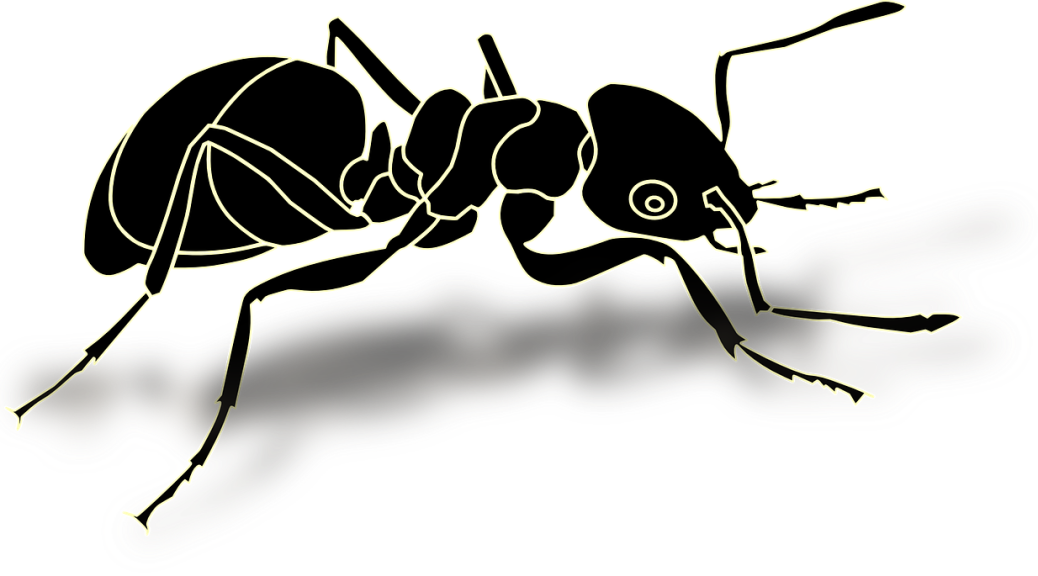 Ant Transparent PNG Image