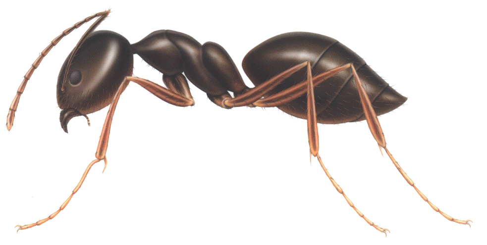 Ant Transparent PNG Image