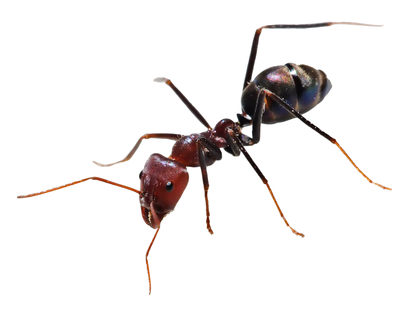 Ant Transparent PNG Image
