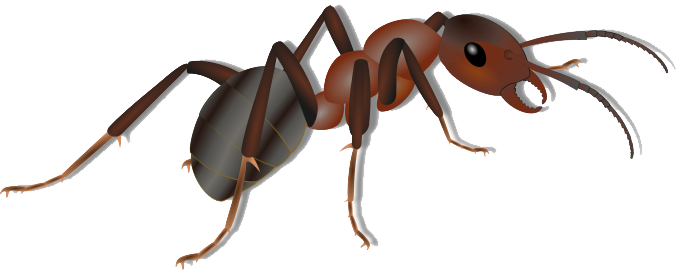 Ant Transparent PNG Image
