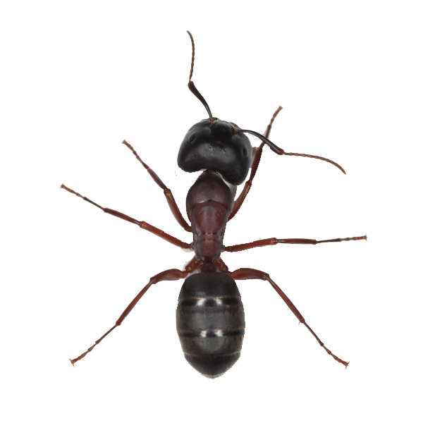 Ant Transparent PNG Image