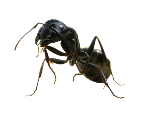 Ant File Transparent PNG Image