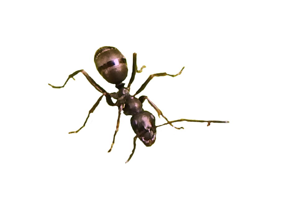Ant Transparent PNG Image
