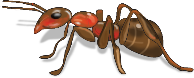 Ant Red Transparent PNG Image
