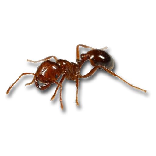 Ant Red Transparent PNG Image