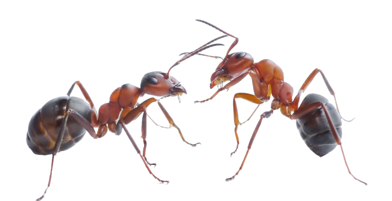 Ant Red Transparent PNG Image