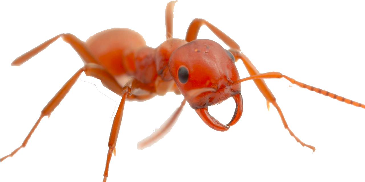 Ant Red Transparent PNG Image