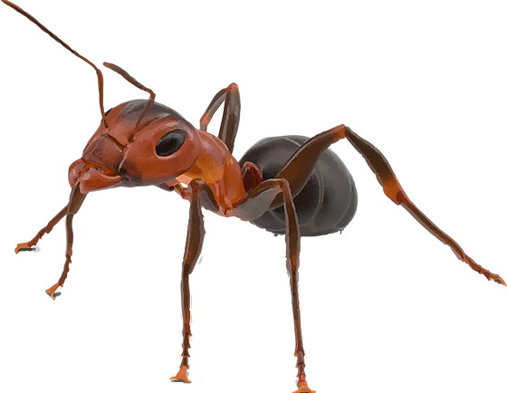 Ant Red Transparent PNG Image