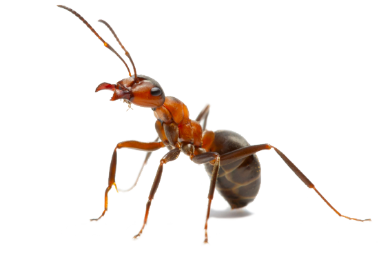 Ant Red Transparent PNG Image