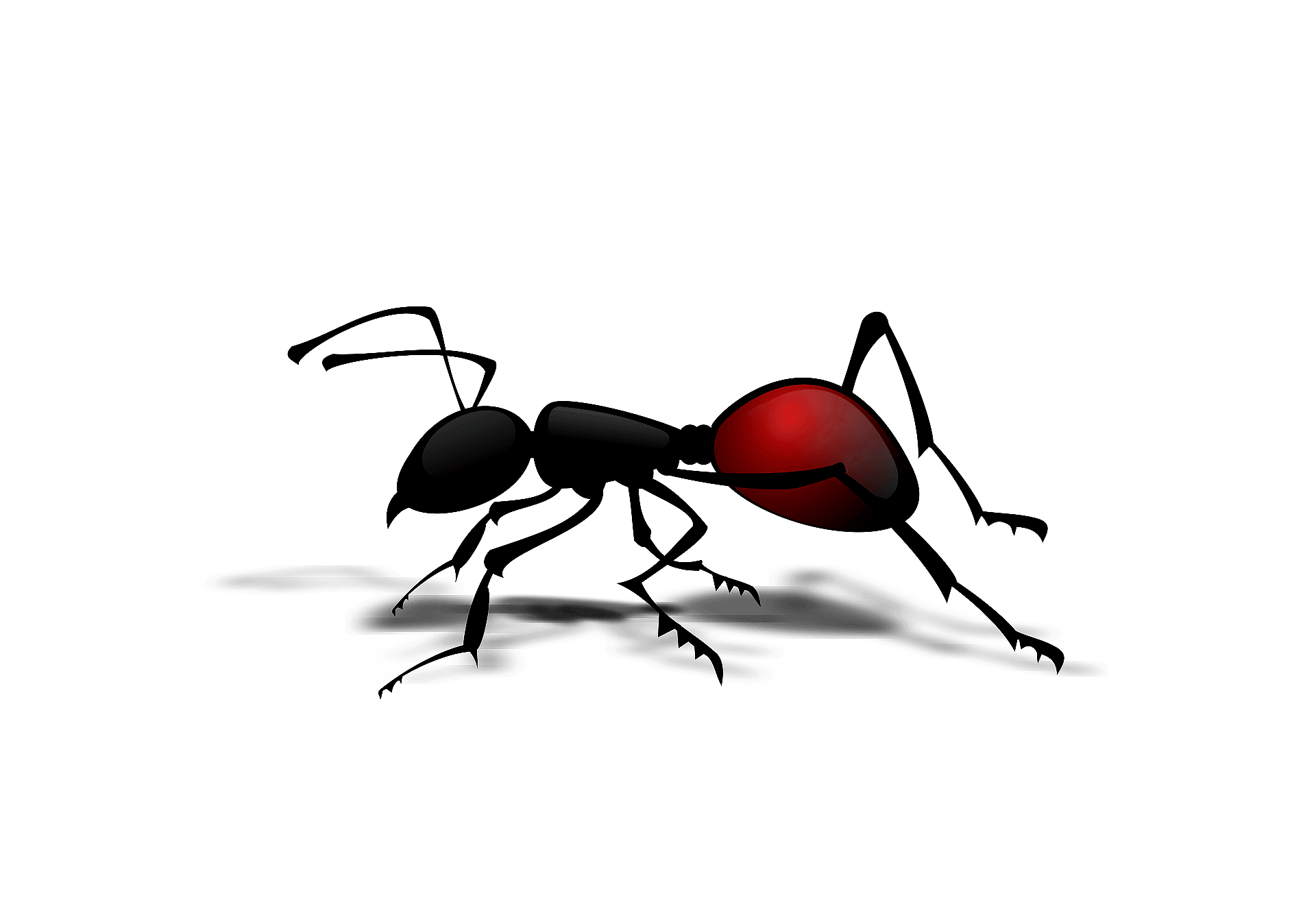 Ant Red Transparent PNG Image