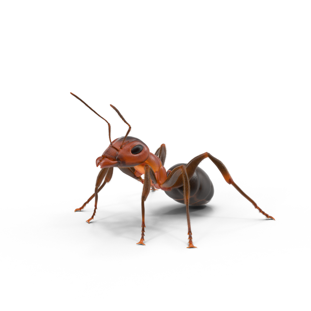 Ant Red Transparent PNG Image