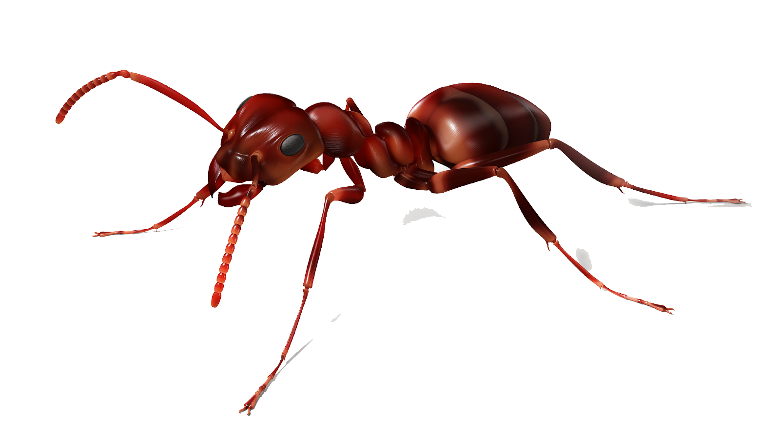 Ant Vector Transparent PNG Image