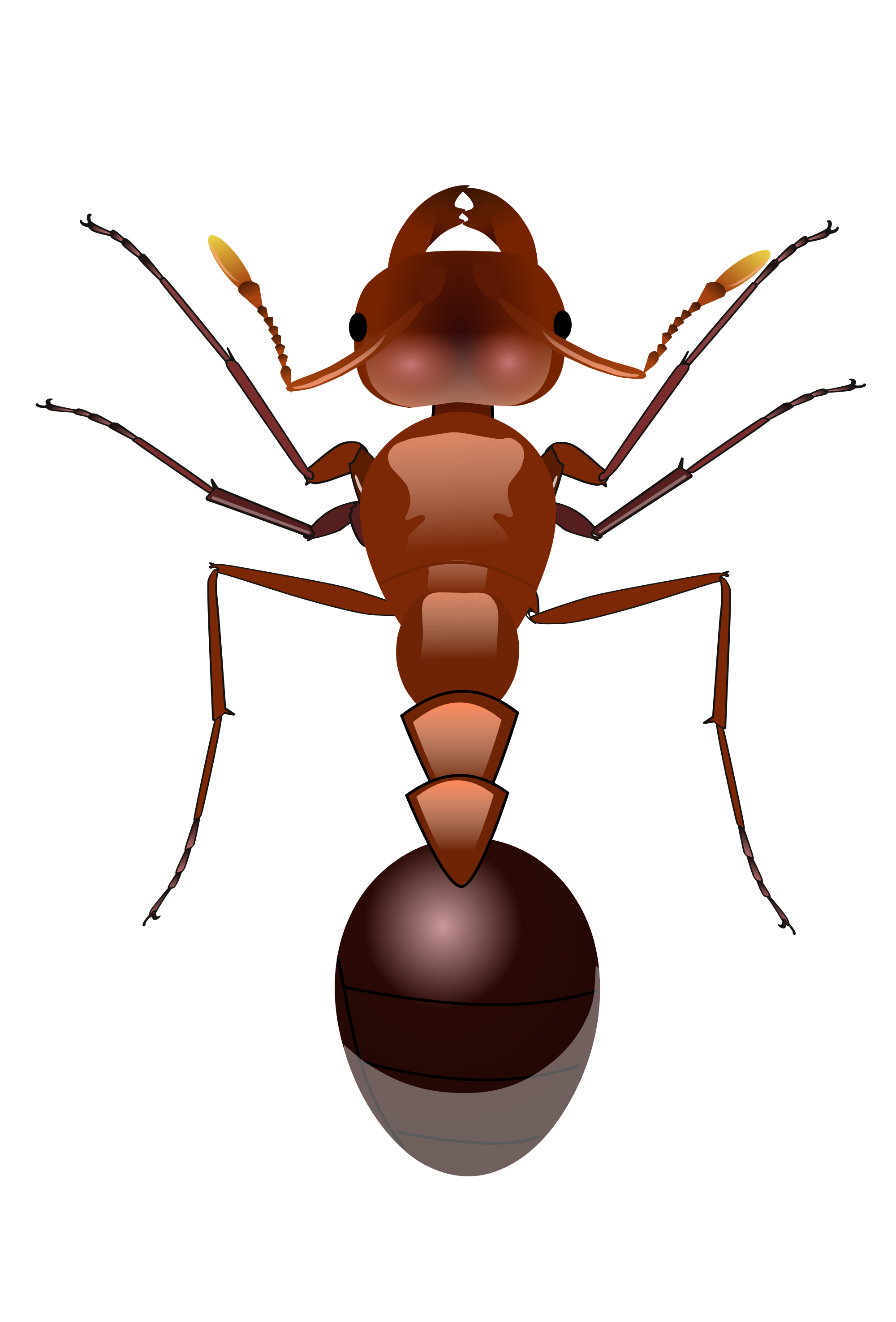 Ant Vector Transparent PNG Image