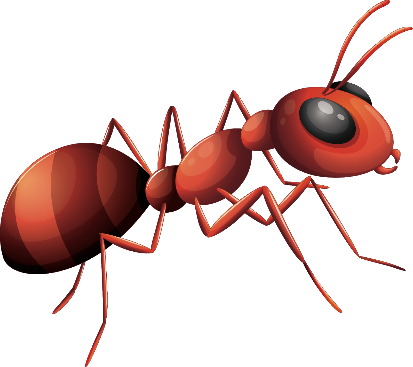 Ant Vector Transparent PNG Image