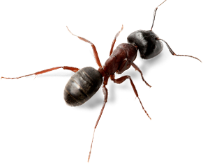 Ant Transparent PNG Image