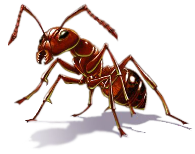 Ant Transparent PNG Image