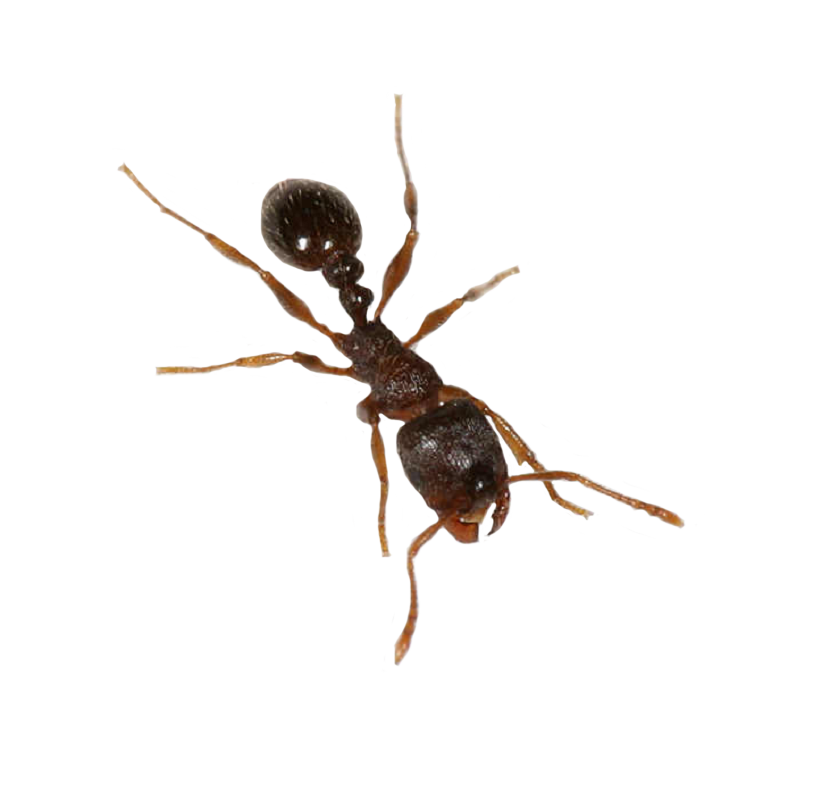 Ant File Transparent PNG Image