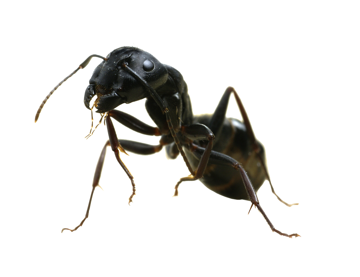 Ant Transparent PNG Image