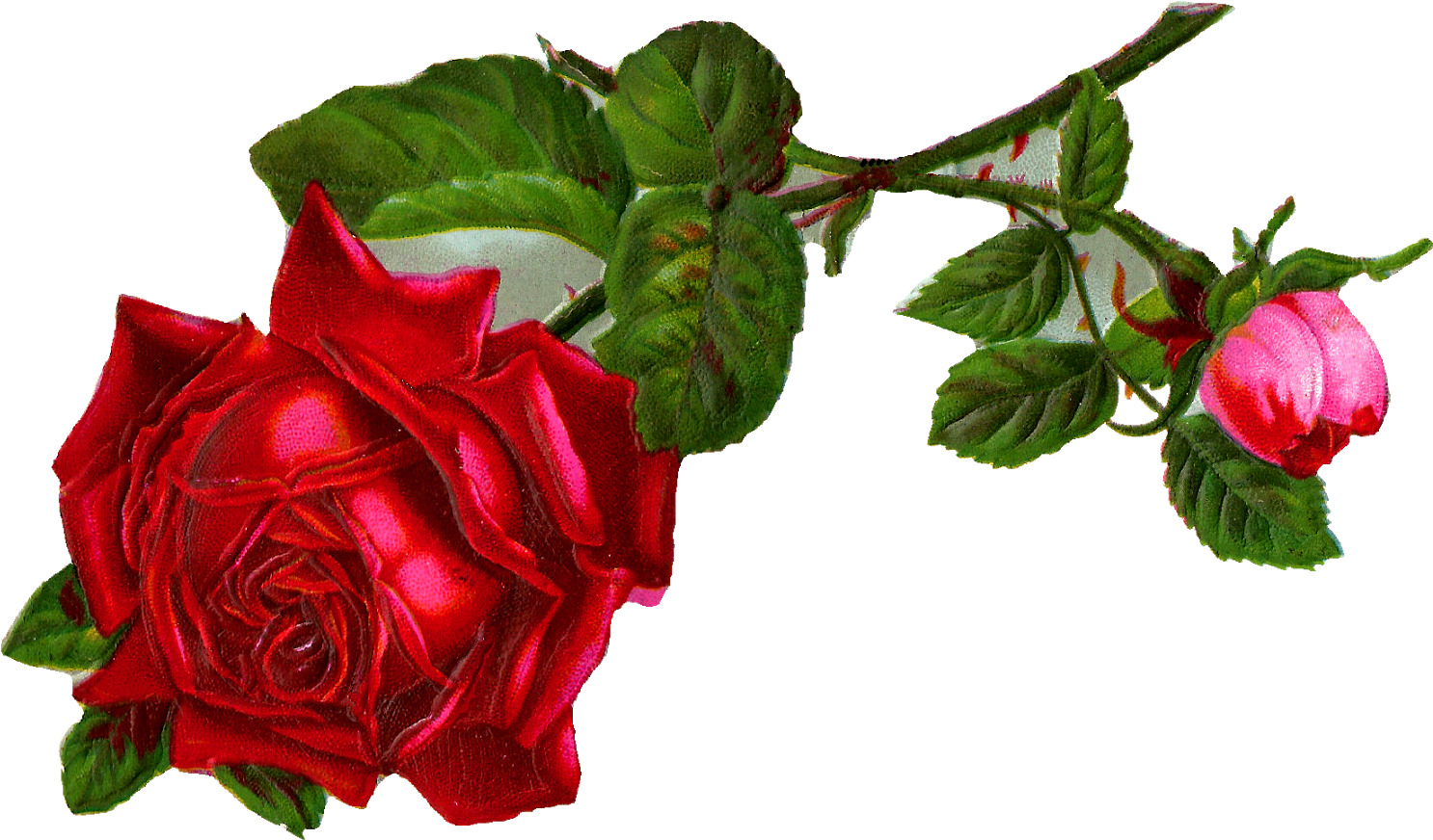 Antique Flower Art Transparent PNG Image
