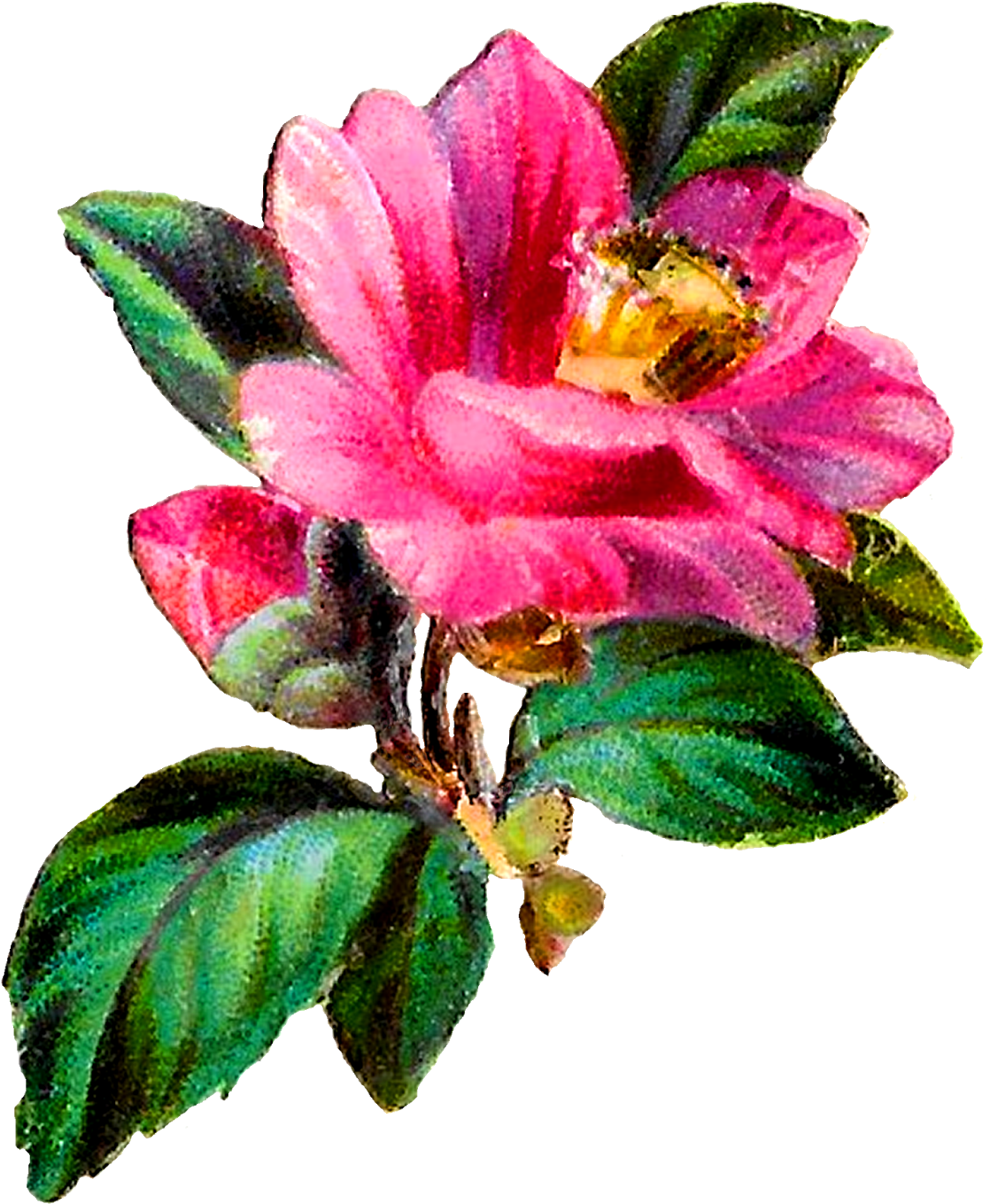 Antique Flower Art Transparent PNG Image