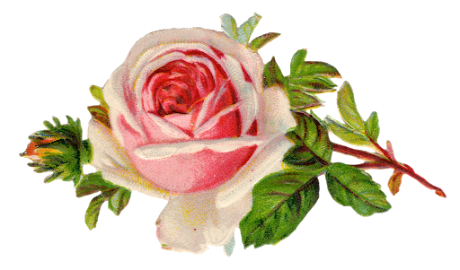 Antique Flower Art Transparent PNG Image