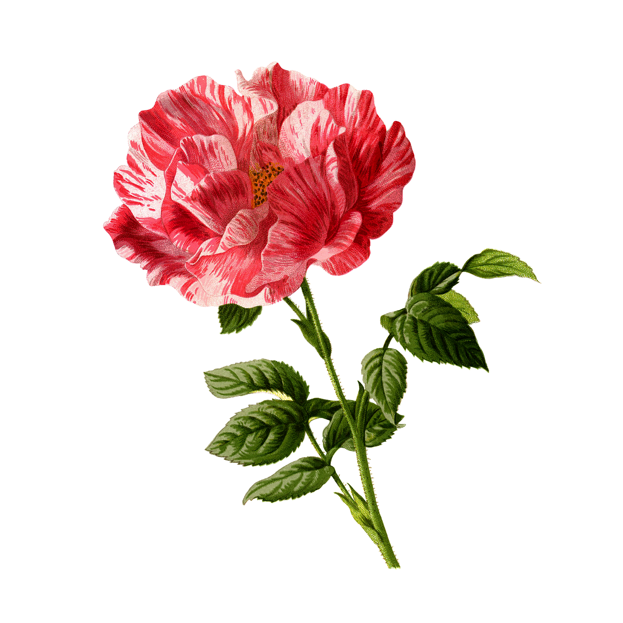 Antique Flower Art Transparent PNG Image
