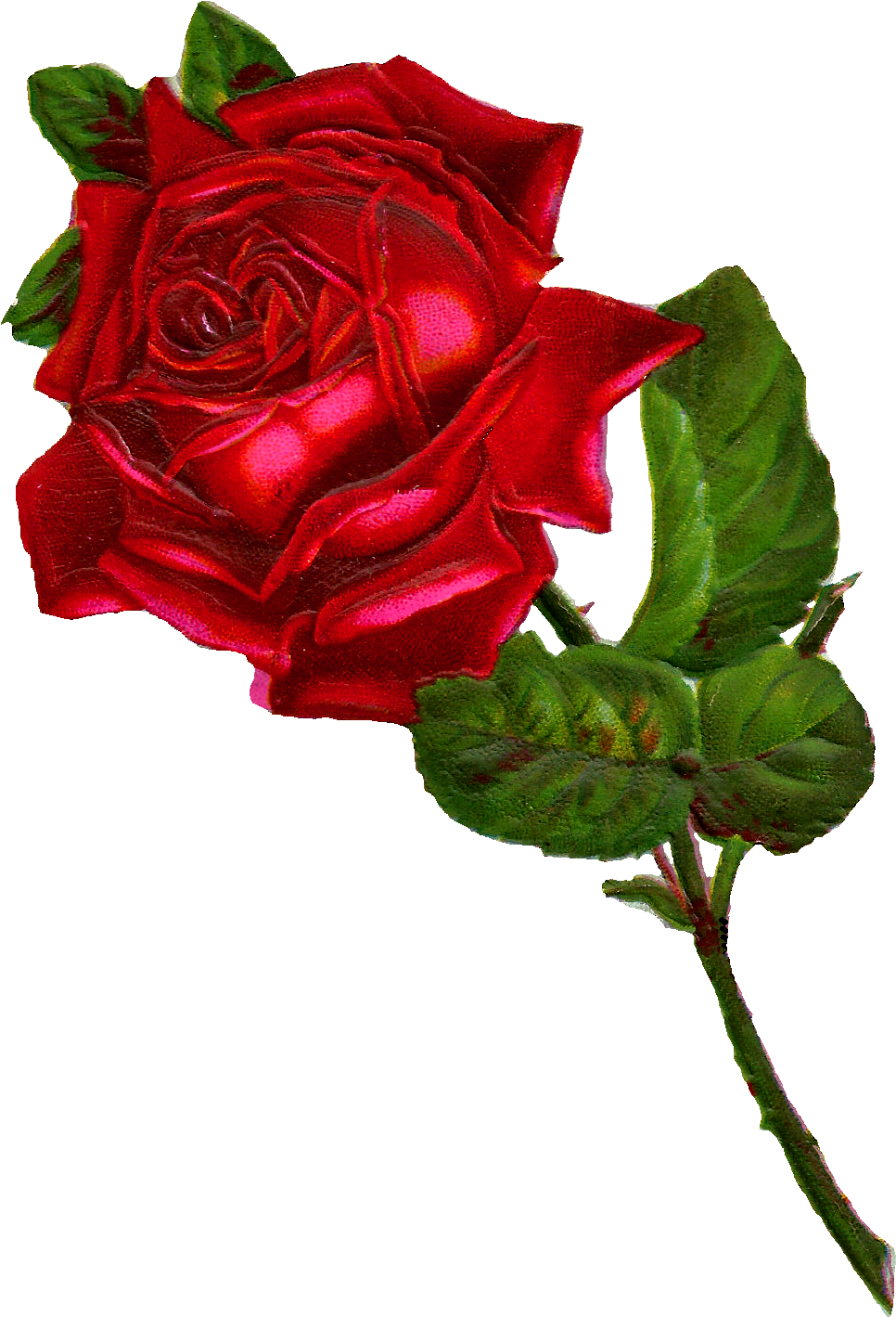 Antique Flower Art Transparent PNG Image