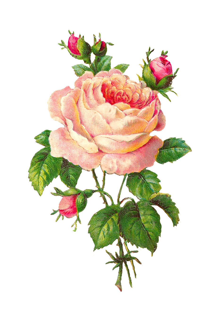 Antique Flower Art Transparent PNG Image