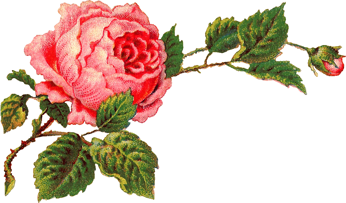 Antique Flower Art Transparent PNG Image