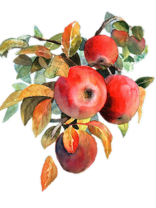 Watercolor Fruit Painting Apple Transparent PNG Image