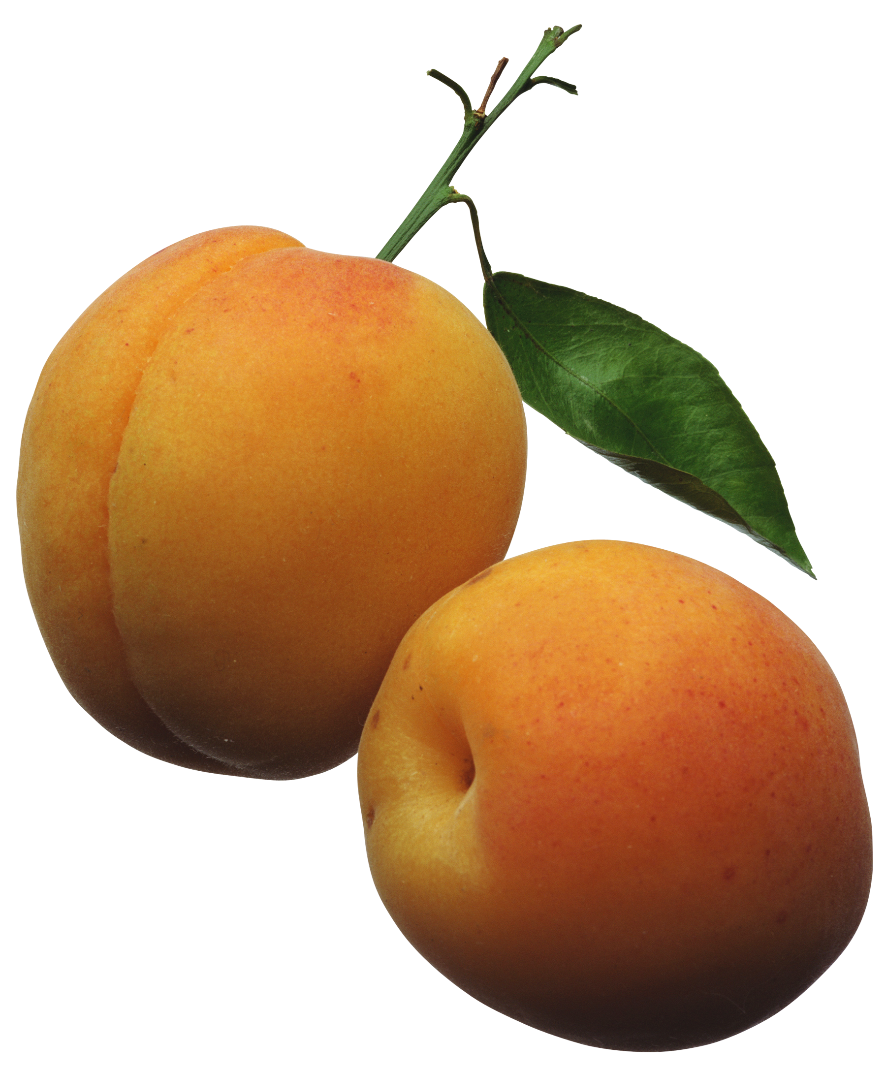Apricot Fruit Transparent PNG Image