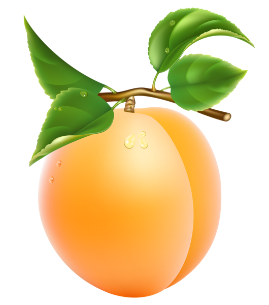 Apricot Fruit Transparent PNG Image
