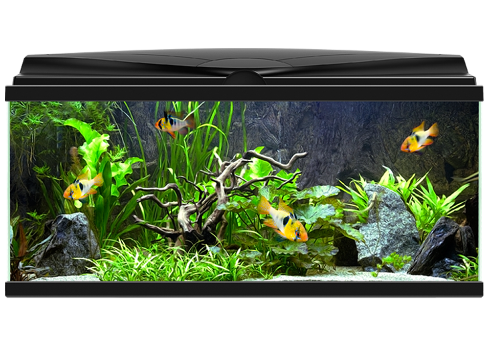 Fish Tank Aquarium File Transparent PNG Image
