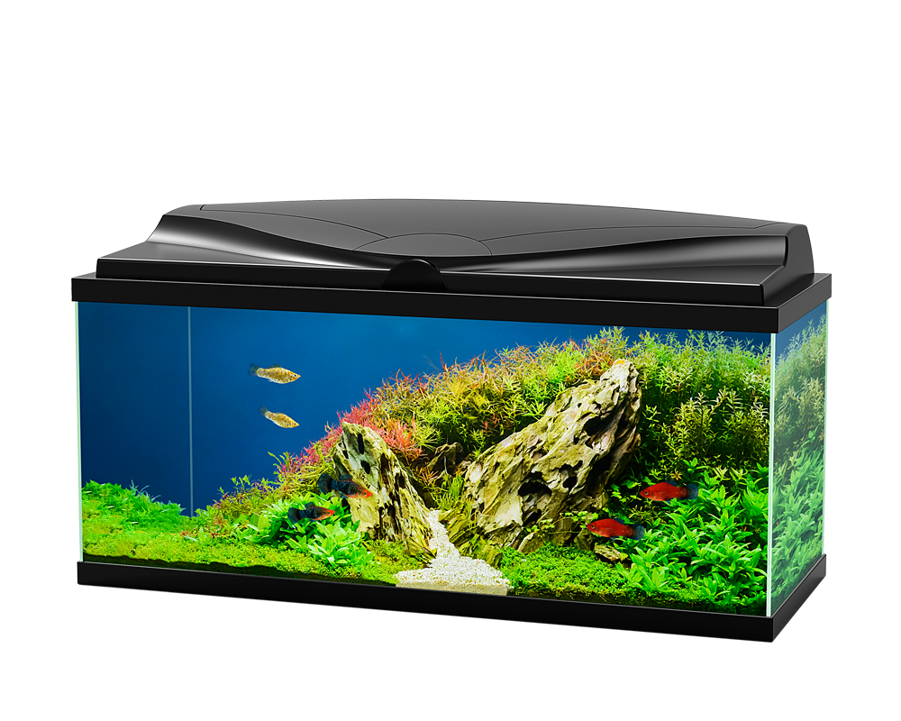 Fish Tank Aquarium Transparent PNG Image