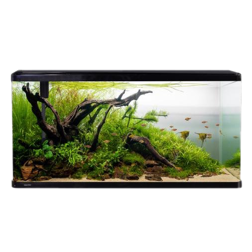 Fish Tank Aquarium Transparent PNG Image