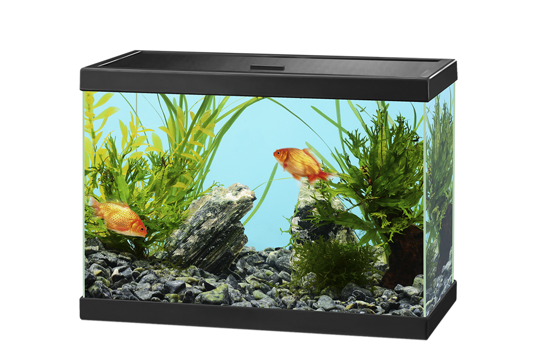 Glass Fish Tank Aquarium Transparent PNG Image