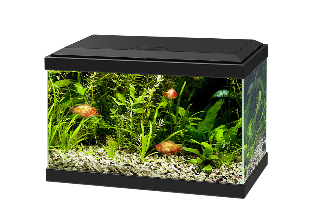 Glass Fish Tank Aquarium Transparent PNG Image