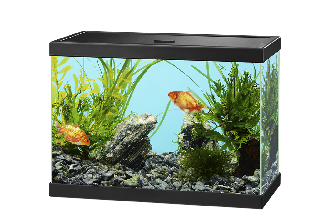 Fish Tank Aquarium Transparent PNG Image
