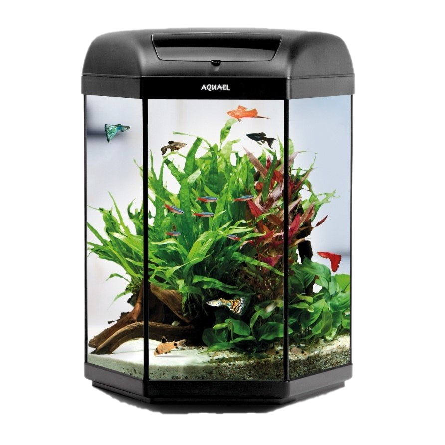 Glass Fish Tank Transparent PNG Image