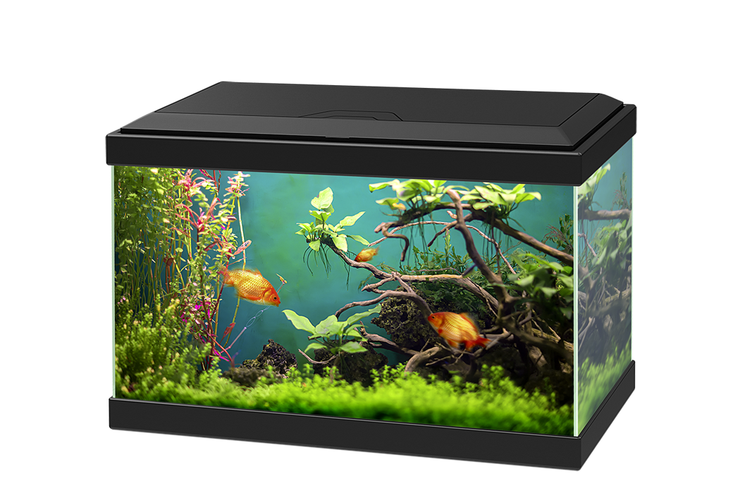 Small Fish Tank Transparent PNG Image