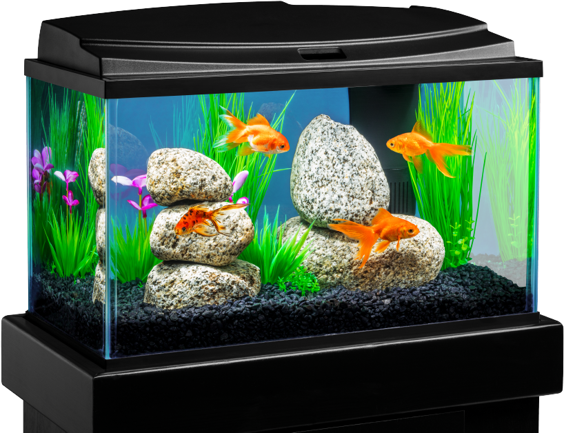 Tropical Fish Tank Transparent PNG Image